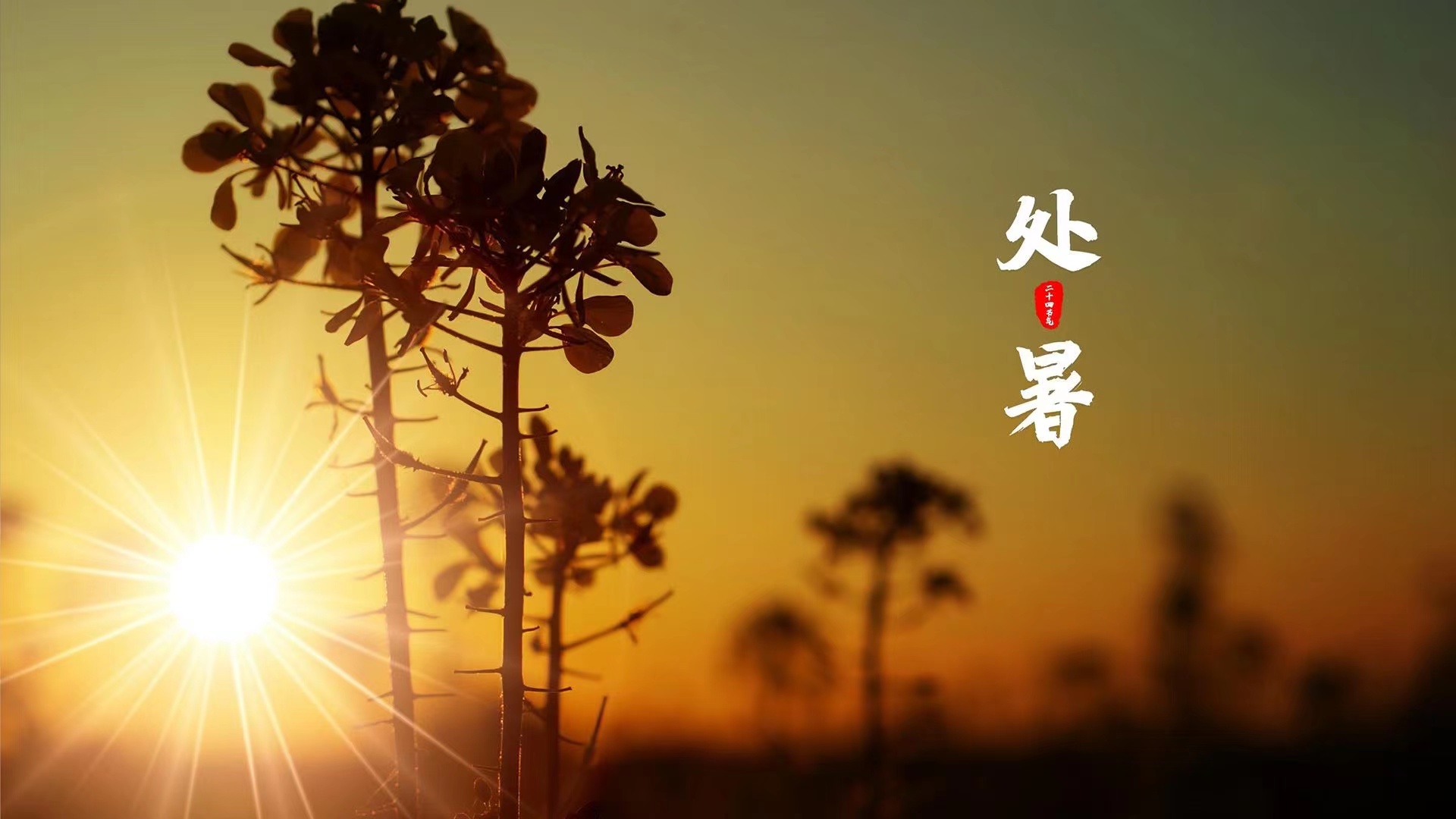 處暑 | 熱熟谷，粒實鼓